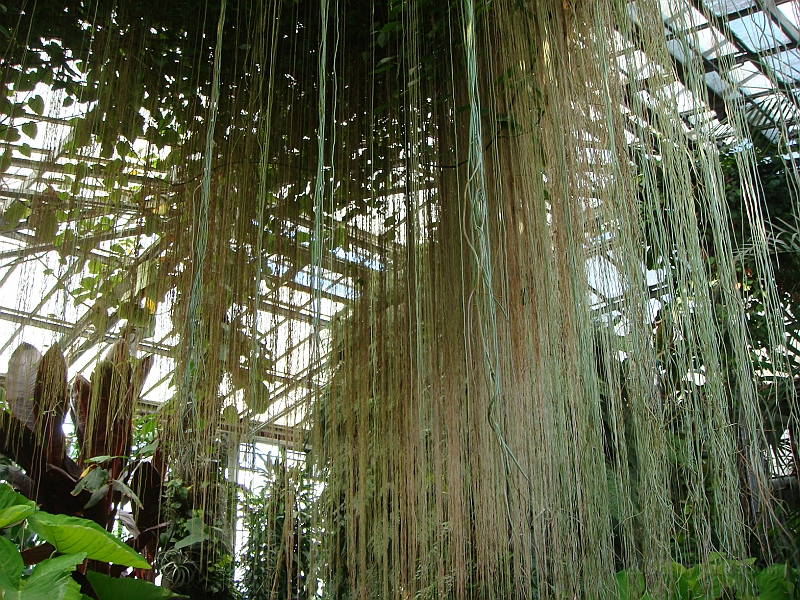 353 Longwood Gardens [2008 August 23].JPG - Longwood Gardens in Pennsylvania